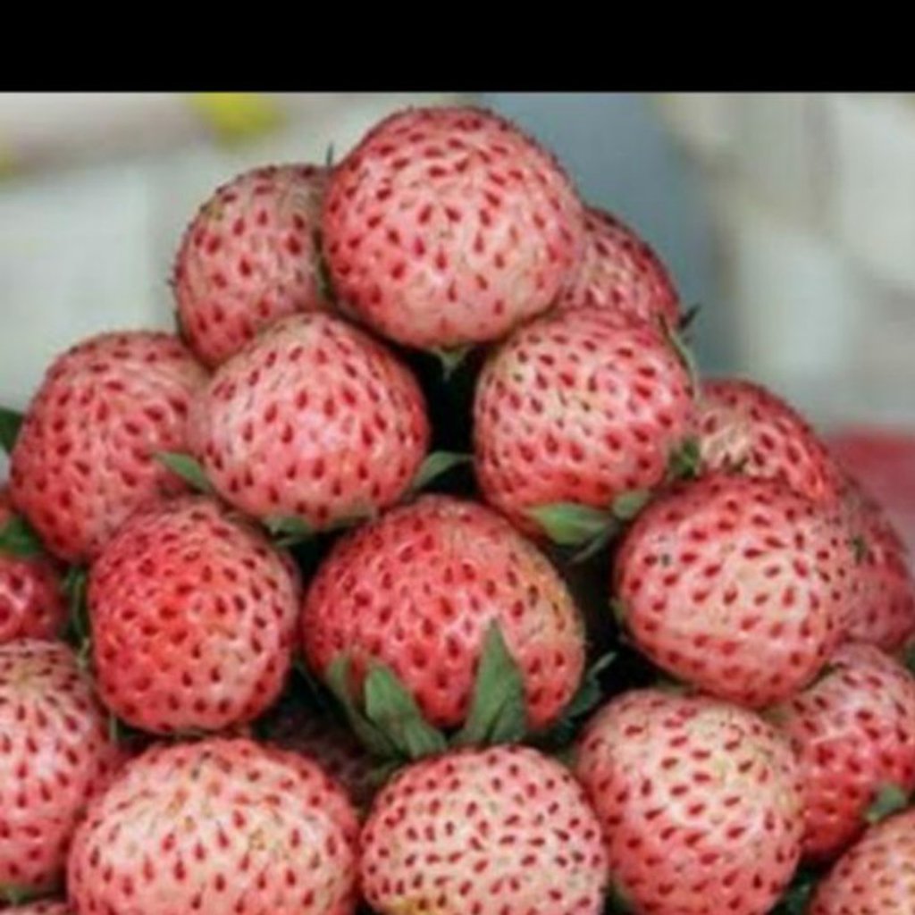 diger osmanli cilegi fidesi aciklamayi okuyunuzzzzzz